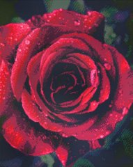 Алмазная мозаика "Роза с каплями росы" 40*50см AM6019 фото 1